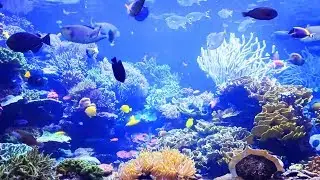 Aquarium magnifique + musique zen, relaxation, bien-être, relaxante' - Récifs de corail et poissons