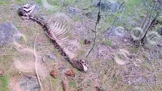 НАШЛИ Останки ДИНОЗАВРА  в нашем лесу😱