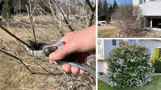 Miss Kim Lilac | Pruning By Thinning | Qualities To Admire