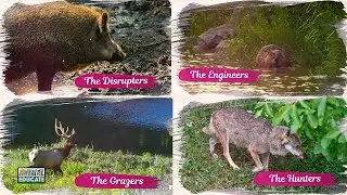 Rewilding Hero's! - Grazers, Engineers, Disrupters and Hunters.  Part 1