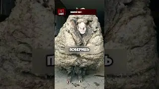 27кг шерсти на одном баране 🐏😱 