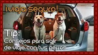 ¡Aventuras en carretera! Consejos indispensables para viajar con tu perro en vehículo