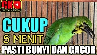 PANCINGAN CUCAK IJO BIAR BUNYI DAN GACOR, AMPUH UNTUK PANCINGAN CUCAK IJO BAHAN