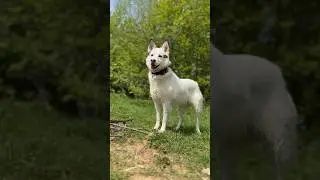 Как войти в доверие к собаке из приюта? #shorts #дворняжка #приют #cutedogs #хочудомой #husky