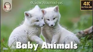 Baby Animals - Lovely Moments of Young Animals 4K(60FPS) - 8 Hours Relaxing Music ♫