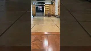 Our cat knows how to play fetch!