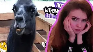 ELLVI Смотрит Топ Моменты с Twitch | Нашли Валакаса в Зоопарке | Спалила Гугл Запросы