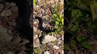 Змея ест рыбу из рук. Snake Shorts 