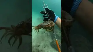 Diving For Caribbean Reef Squid ￼