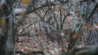 Олени в Крымском заповеднике