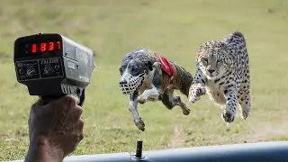 Can Top 10 Fastest Dog Breeds Beat The Cheetah? - Top 10 Fastest Dog Breeds In The World