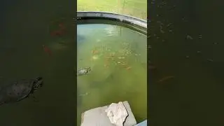 Feeding my Goldfish and Turtles #viral #fishing #turtle #fish #aquarium #wildlife #nature #viral