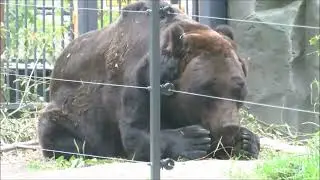 Бурый медведь Лёха осваивается в новом вольере 09.09.2022