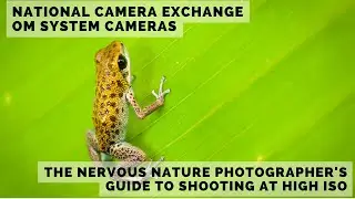 The Nervous Nature Photographer's Guide to Shooting at HIGH ISO