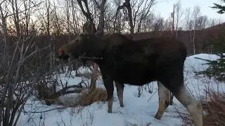 Молодая самка лося и квадрокоптер