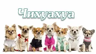 Чихуахуа, Chihuahua