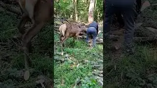 Elk Tries To Get Man's Attention!