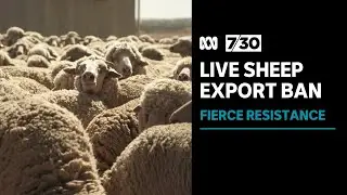 Fierce resistance as government pushes forward with live sheep export ban | 7.30