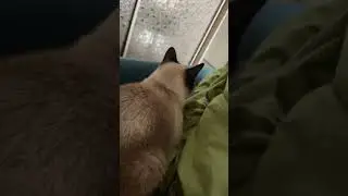 Как кот с собакой