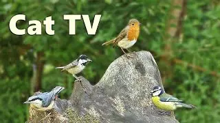 Cat TV Videos ~ Forest Birds Entertainment for Cats