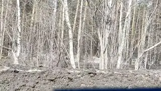 Косули возле ТЭЦ у самой дороги 30.03.2024