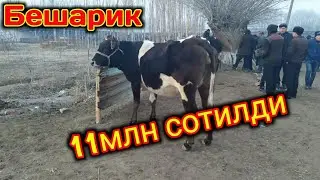 Бешарик мол бозори... Beshariq mol bozori..