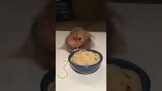 Hungry Hampster Chows Down On Noodles