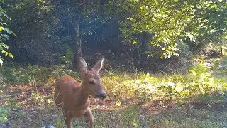 Fauna selvatica 2/2024 - Saracena Giugno-Luglio 2024