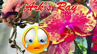 With a probability of 95%, this orchid will die! I will never buy an Ark's Ray Orchid!