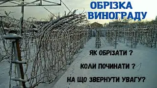 Обрізка винограду! Що це та коли її правильно проводить!?