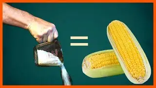 DONT FERTILIZE SWEET CORN WRONG - DO THIS!    #fertilizingcorn #growingsweetcorn #sweetcorn