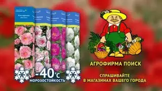 Розы серии 
