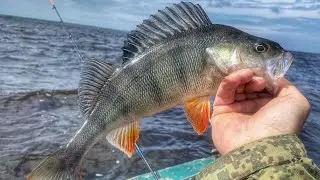 Ловля окуня и щуки на любимой реке | Успешное открытие водно-моторного сезона