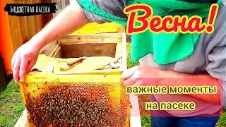 Мелочи в пчеловодстве! Важные моменты весной на пасеке.