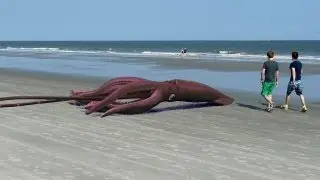 Giant Squid