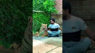 The friendly side of a Tiger