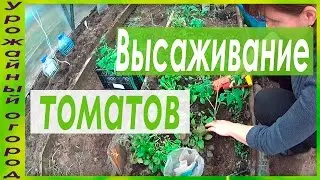 ВЫСАДКА РАССАДЫ ТОМАТОВ В ГРУНТ!