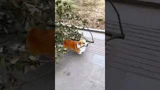 #37 Funniest Cats And Dogs videos 🐶🐱 