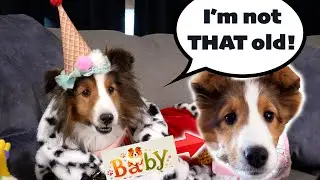 You're so OLD! Birthday Cricket turns 11??? 🎂🐶🎁 e375