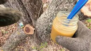 Садовый вар защита деревьев мой рецепт ЛАЙФХАК