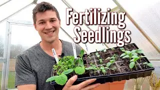 HOW and WHEN you should Fertilize your Vegetable Seedlings 🌿