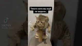 Прикол с котом