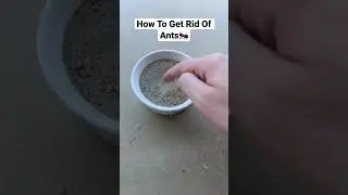 How To Get Rid Of Ants🐜 #Shorts