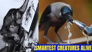 Meet the Top 10 INTELLIGENT ANIMALS in the world