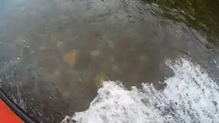 Чистота воды Лены в паводок