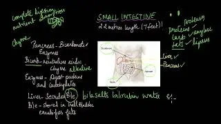 Small and Large Intestines| Nutrition | Life Sciences | Khan Academy