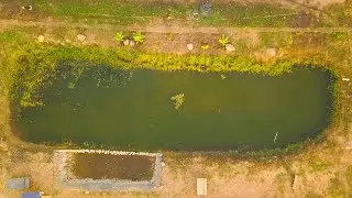 I Built a Natural Pond and This Happened