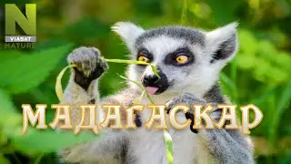 Мадагаскар. Удивительный мир природы, дикие животные. 