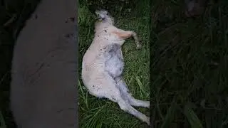 Goats for DOG TUCKER, cleaned up a few more #hunting #outdoors #goat