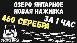 Очень хороший фарм серебра. Новая наживка на карпа. Озеро янтарное. Русская рыбалка 4. РР4.